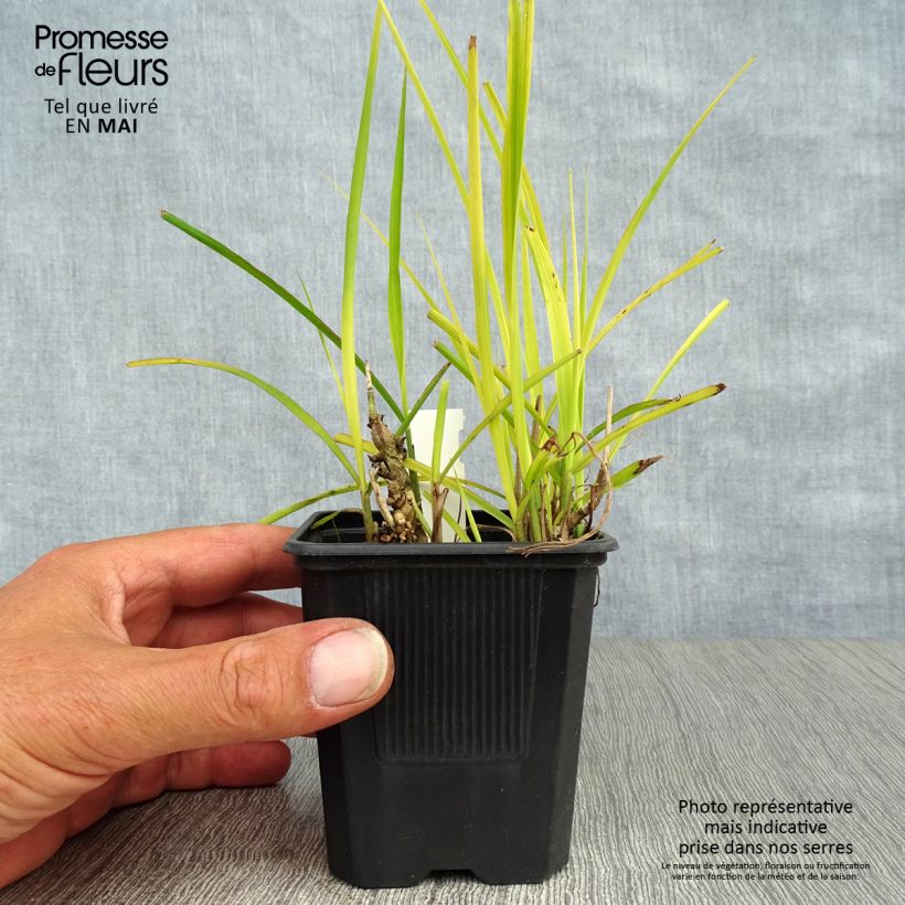 Exemplar von Chinaschilf Purpurascens - Miscanthus sinensis Kleine Töpfe von 8/9 cm wie im Frühjahr geliefert