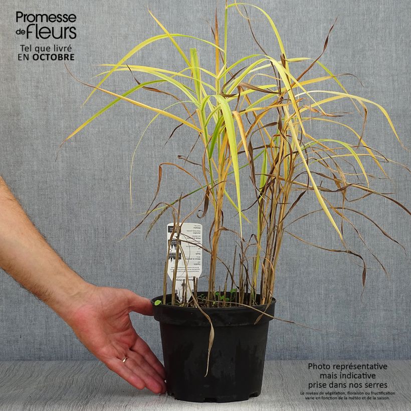 Exemplar von Chinaschilf Purpurascens - Miscanthus sinensis wie im Herbst geliefert