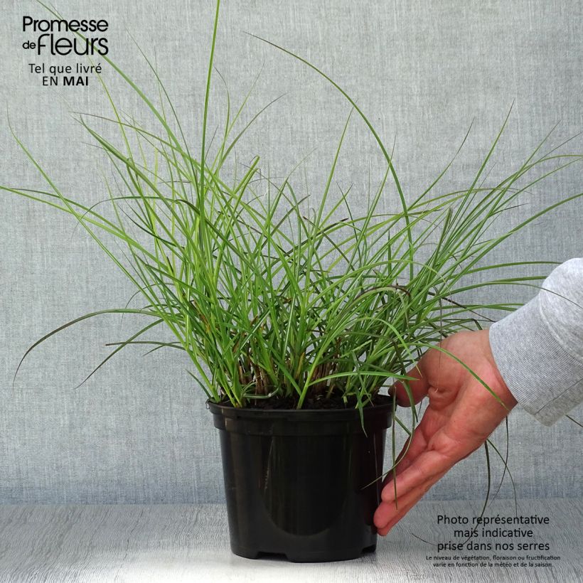 Exemplar von Chinaschilf Red Chief - Miscanthus sinensis Topf mit 1,5L/2L wie im Frühjahr geliefert