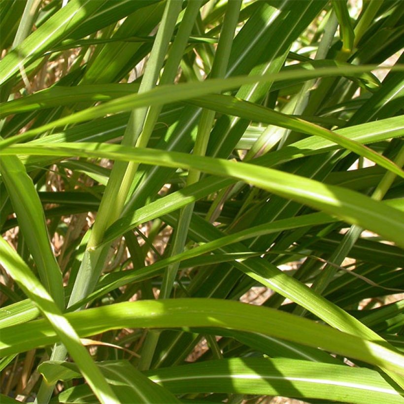 Chinaschilf Roland - Miscanthus sinensis (Laub)