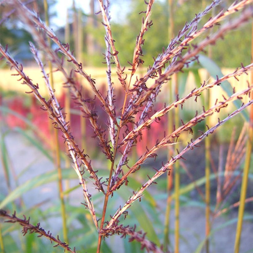 Chinaschilf Rotsilber - Miscanthus sinensis (Blüte)