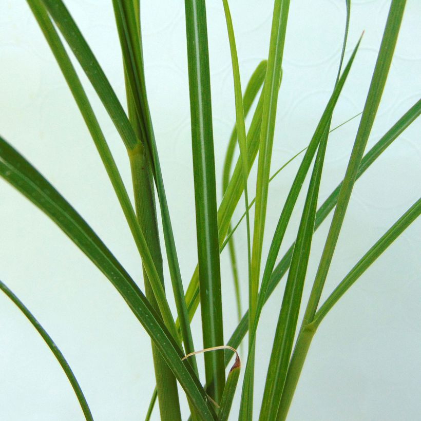 Chinaschilf Rotsilber - Miscanthus sinensis (Laub)