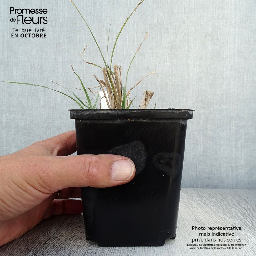 Exemplar von Chinaschilf Rotsilber - Miscanthus sinensis wie im Herbst geliefert