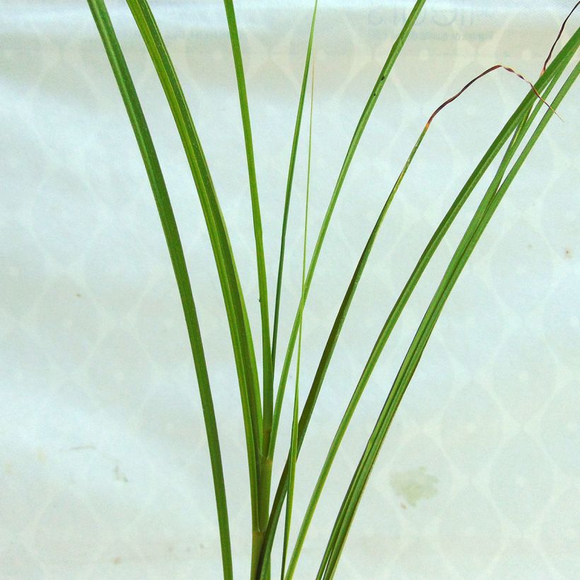 Chinaschilf Sarabande - Miscanthus sinensis (Laub)