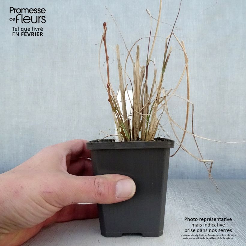 Exemplar von Miscanthus sinensis Sarabande - Eulalie, Roseau de Chine Godet de 9cm wie im Winter geliefert