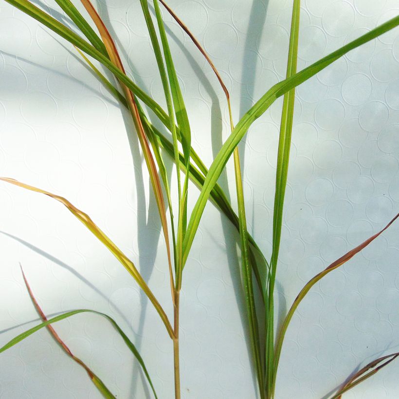 Chinaschilf Silberfeder - Miscanthus sinensis (Laub)