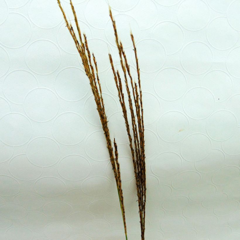 Chinaschilf Silberspinne - Miscanthus sinensis (Blüte)