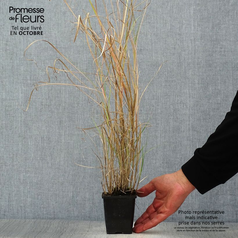 Exemplar von Miscanthus sinensis Silberspinne - Roseau de Chine Godet de 9cm wie im Herbst geliefert