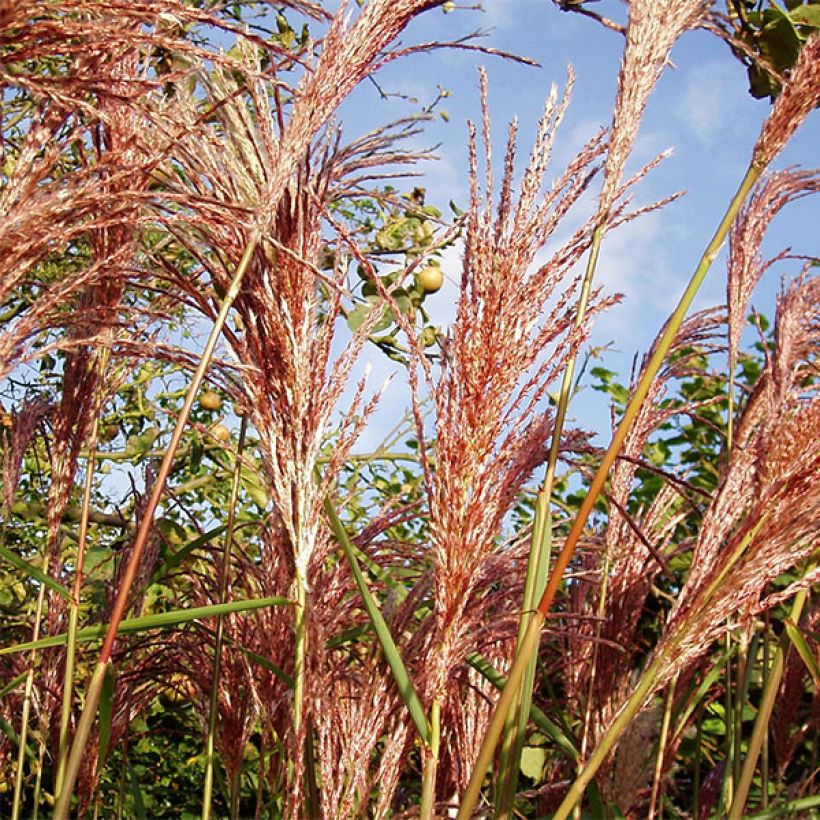 Chinaschilf Sirene - Miscanthus sinensis (Laub)