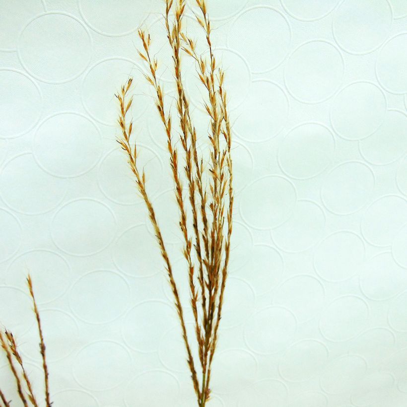 Chinaschilf Sirene - Miscanthus sinensis (Blüte)