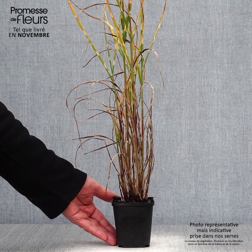 Exemplar von Miscanthus sinensis Strictus - Roseau de Chine en godet de 9 cm wie im Herbst geliefert