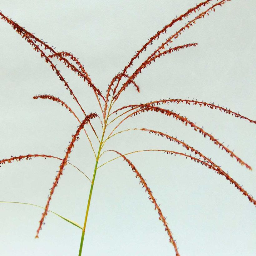 Chinaschilf Variegatus - Miscanthus sinensis (Blüte)