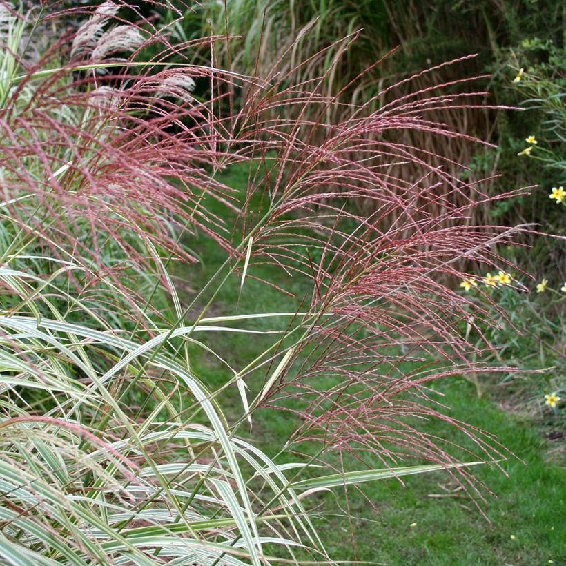 Chinaschilf Variegatus - Miscanthus sinensis (Blüte)