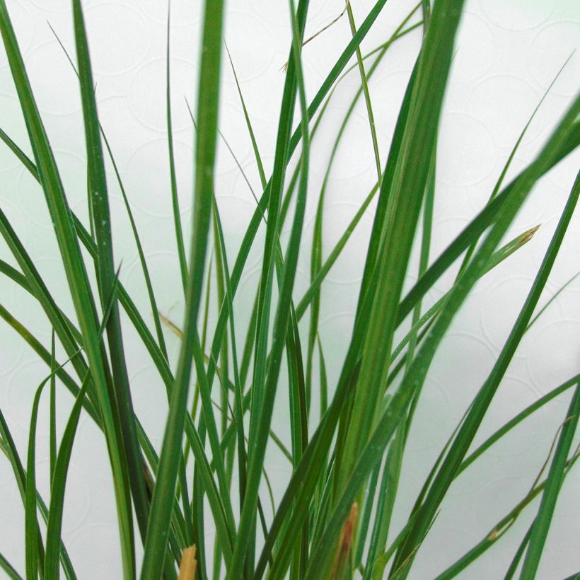 Chinaschilf Yaku-Jima - Miscanthus sinensis (Laub)