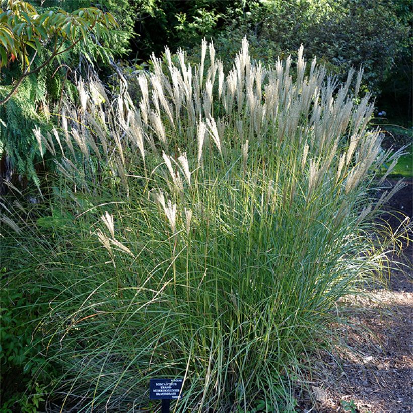 Chinaschilf - Miscanthus transmorrisonensis (Hafen)