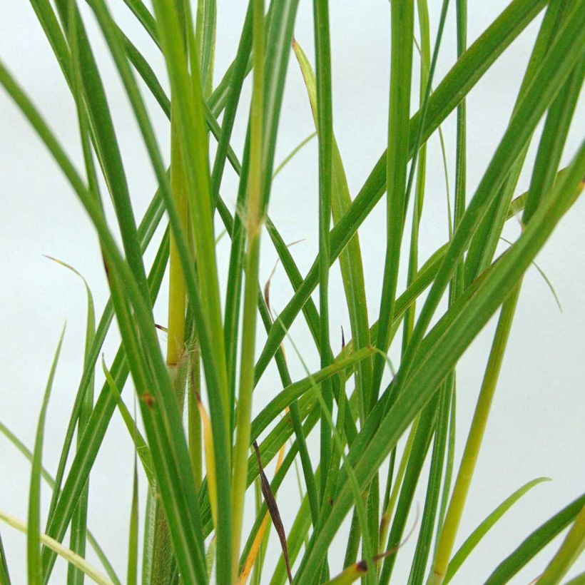 Chinaschilf - Miscanthus transmorrisonensis (Laub)