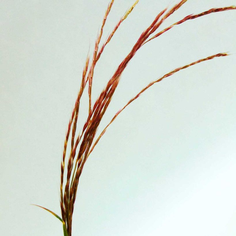 Chinaschilf - Miscanthus transmorrisonensis (Blüte)