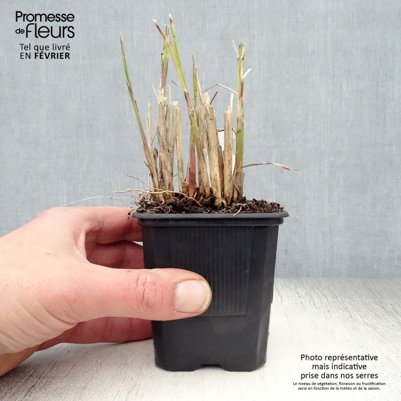 Exemplar von Miscanthus transmorrisonensis - Roseau de Chine Godet de 9cm wie im Winter geliefert