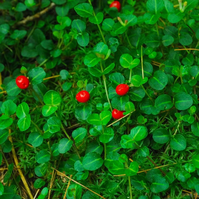 Mitchella repens - Rebhuhnbeere (Laub)