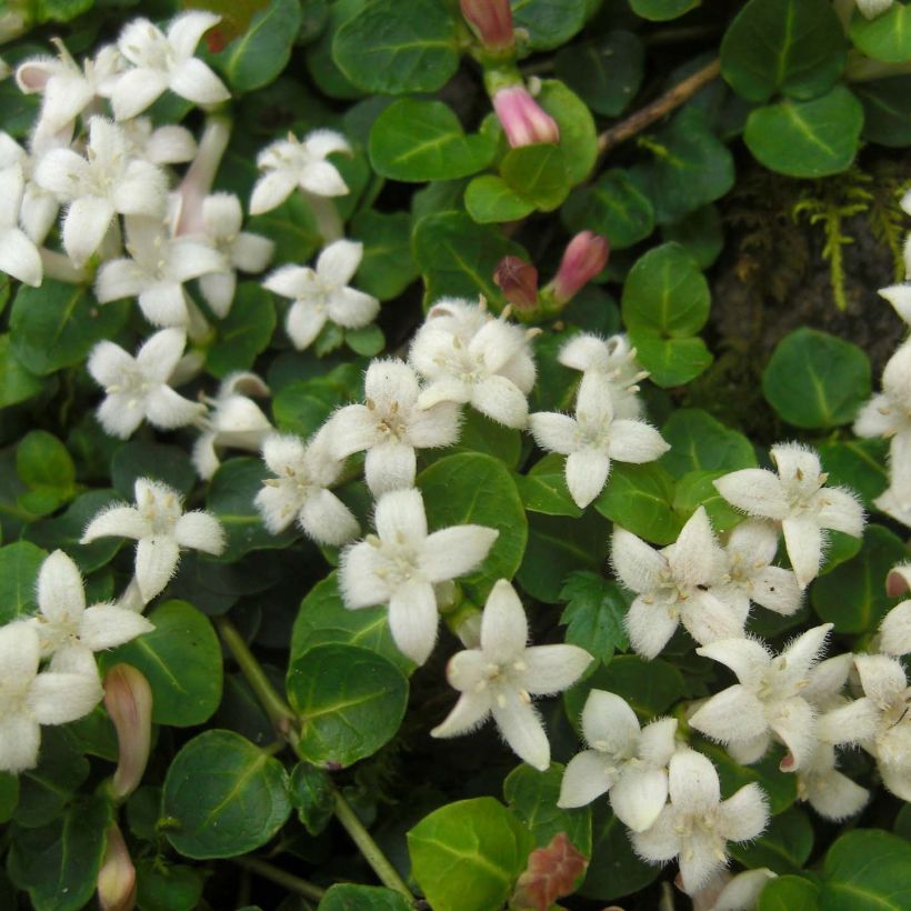 Mitchella repens - Rebhuhnbeere (Blüte)