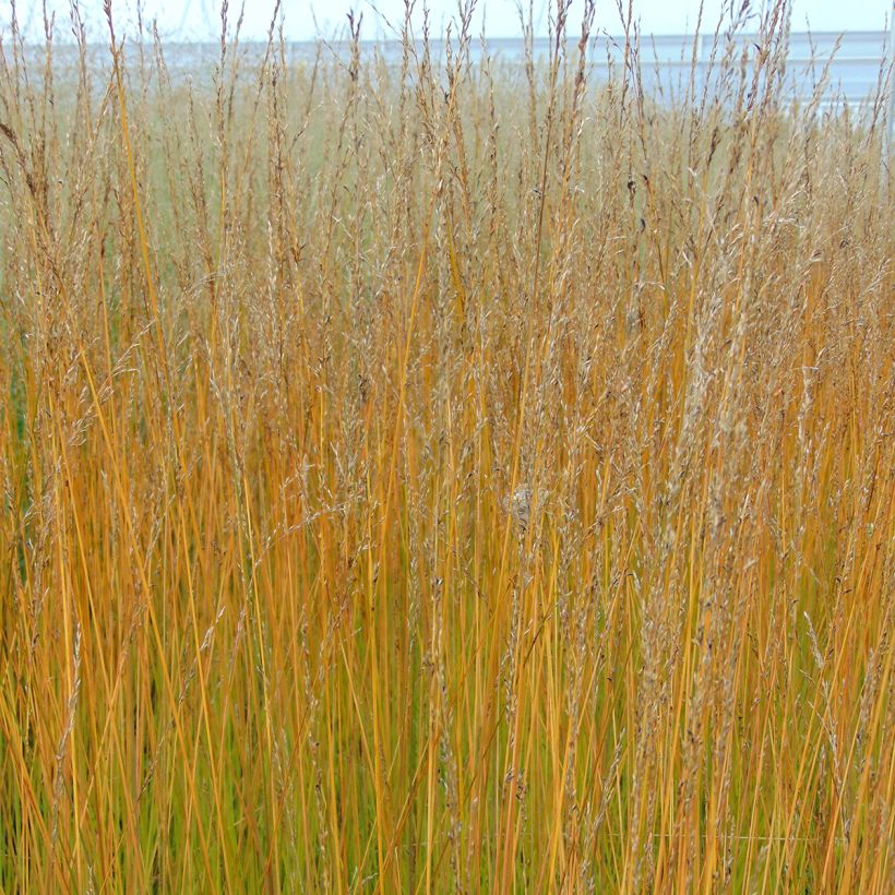 Molinia caerulea Edith Dudszus - Blaue Pfeifengras (Blüte)