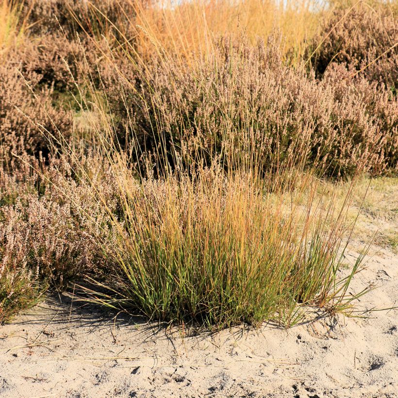 Molinia caerulea Moorflamme - Blaue Pfeifengras (Hafen)