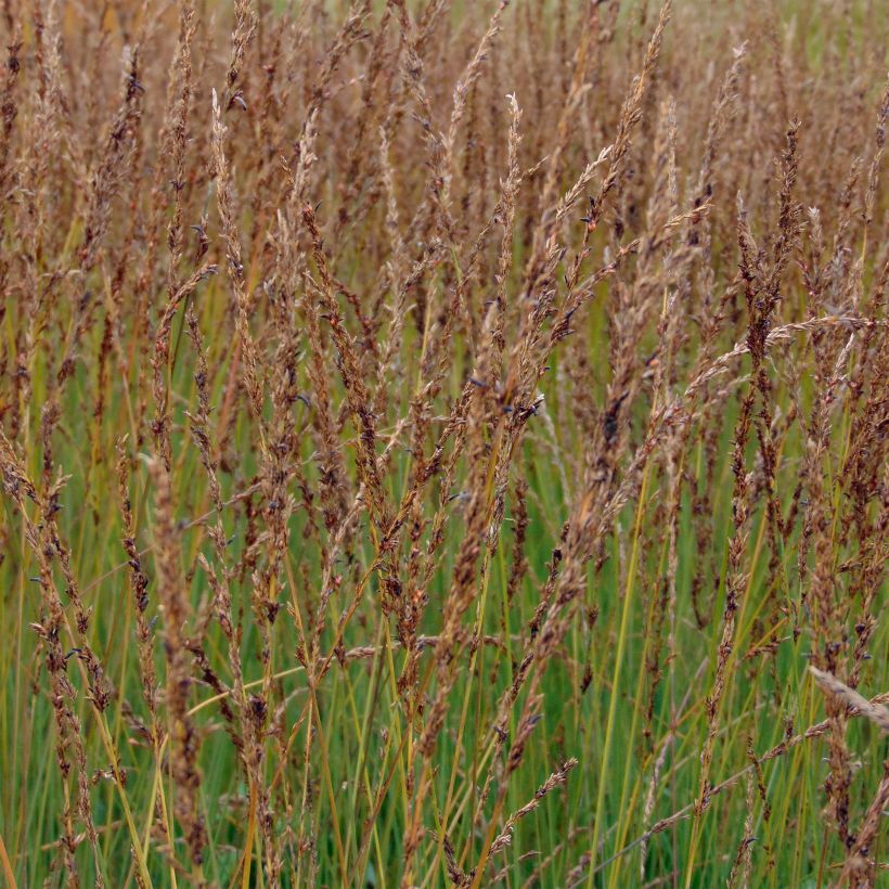 Molinia caerulea Moorhexe - Blaue Pfeifengras (Blüte)