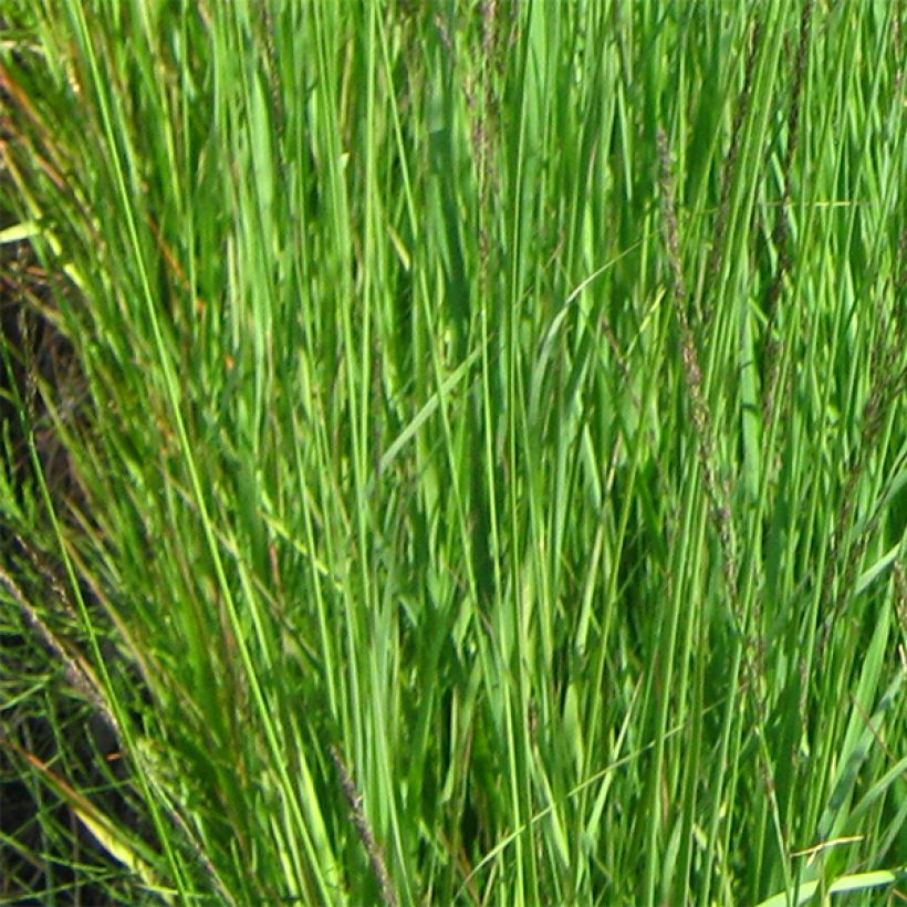 Molinia caerulea subsp. arundinacea Fontäne - Rohr-Pfeifengras (Laub)