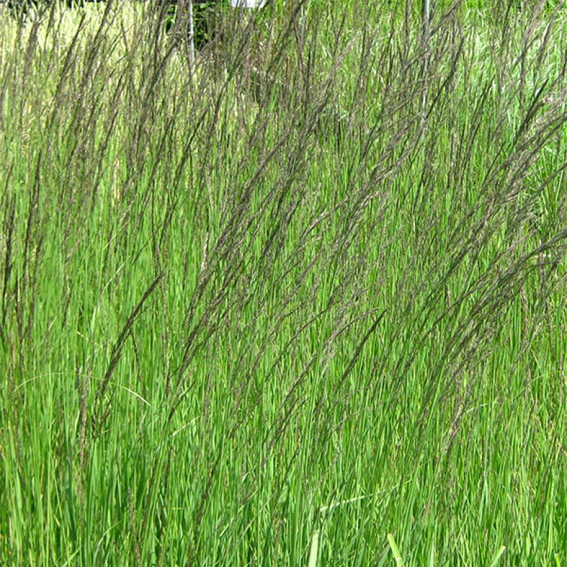 Molinia caerulea subsp. arundinacea Fontäne - Rohr-Pfeifengras (Blüte)