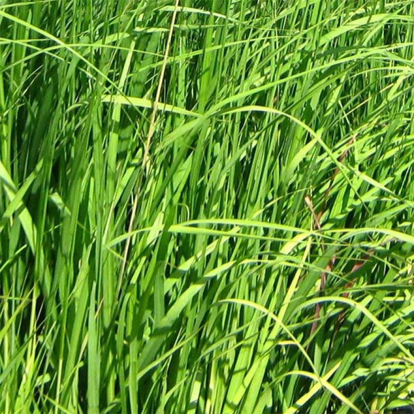 Molinia caerulea subsp. arundinacea Skyracer - Rohr-Pfeifengras (Laub)