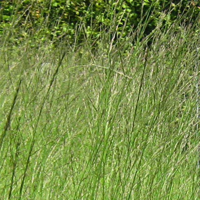 Molinia caerulea subsp. arundinacea Skyracer - Rohr-Pfeifengras (Blüte)