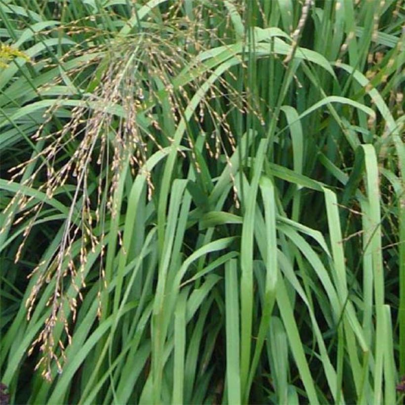 Molinia caerulea subsp. arundinacea Transparent - Rohr-Pfeifengras (Laub)