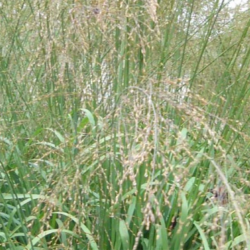 Molinia caerulea subsp. arundinacea Transparent - Rohr-Pfeifengras (Blüte)