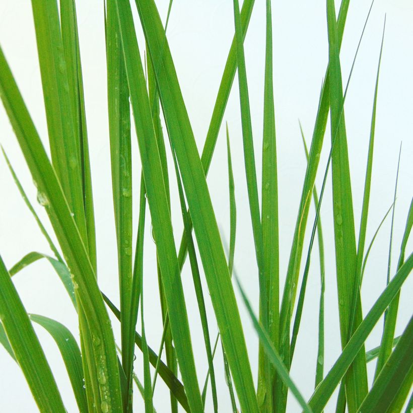 Molinia caerulea subsp. caerulea Heidebraut - Rohr-Pfeifengras (Laub)