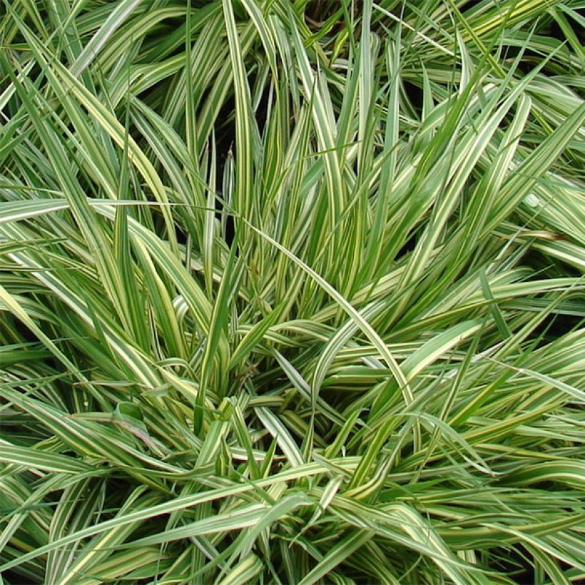 Molinia caerulea subsp. caerulea Variegata - Rohr-Pfeifengras (Laub)