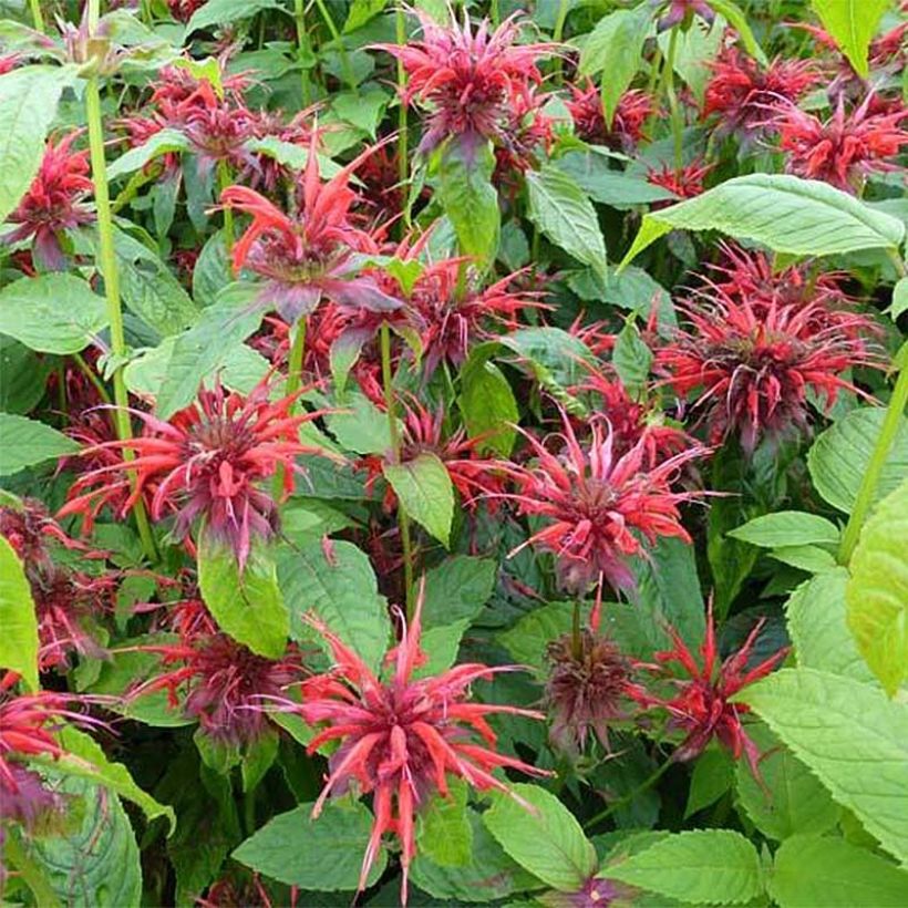 Monarda Cambridge Scarlet - Indianernessel (Blüte)