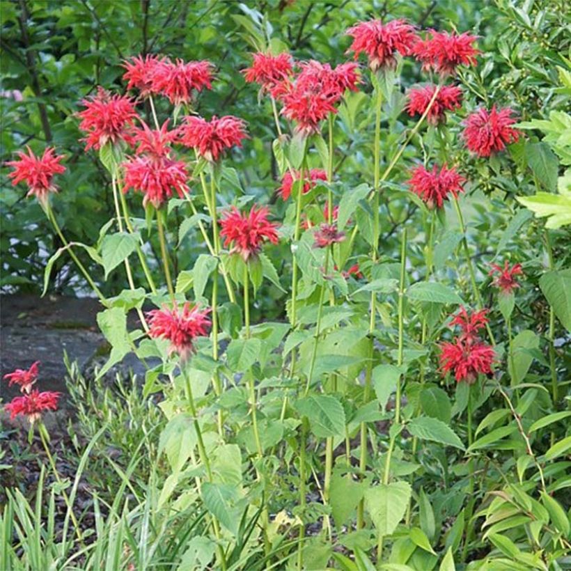 Monarda Cambridge Scarlet - Indianernessel (Hafen)