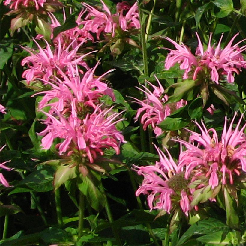 Monarda didyma Croftway Pink - Goldmelisse (Blüte)