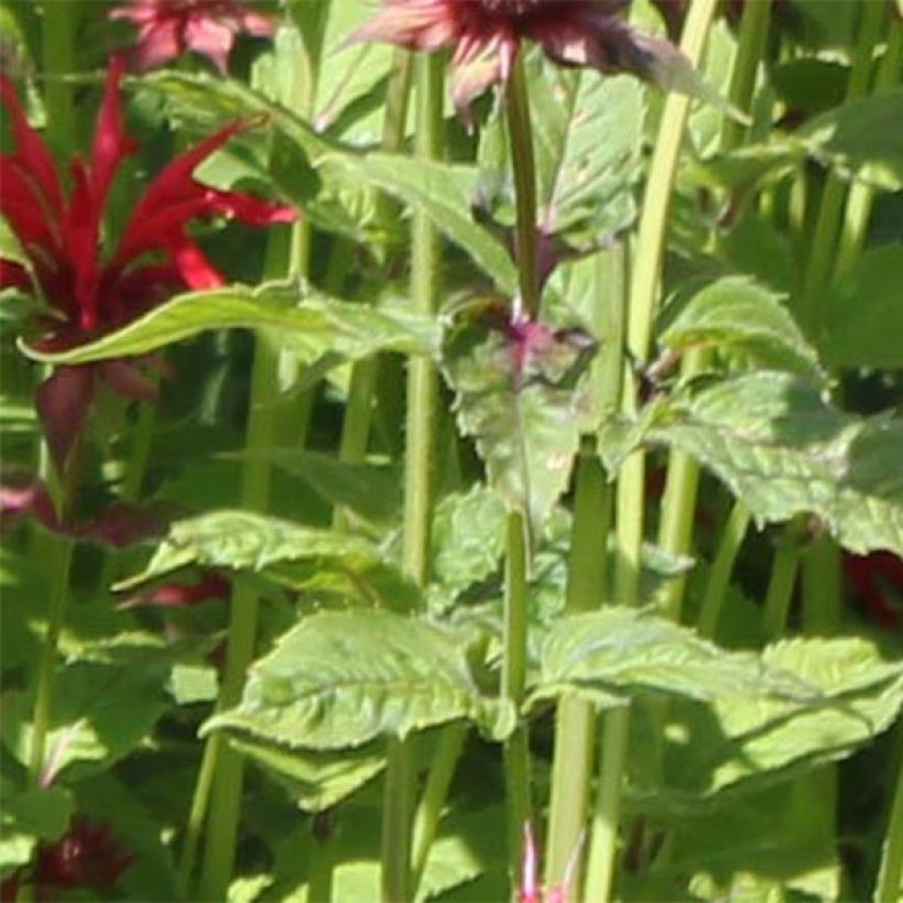 Monarda Gardenview Scarlet - Indianernessel (Laub)