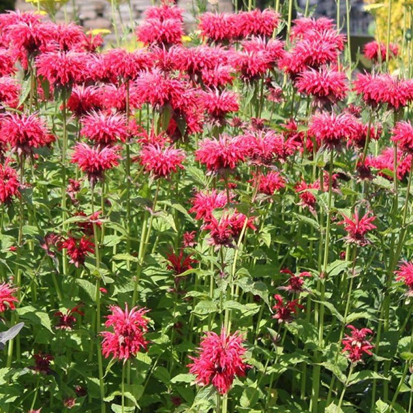 Monarda Gardenview Scarlet - Indianernessel (Blüte)