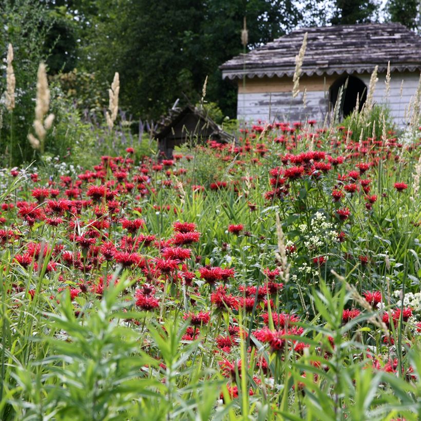 Monarda Gardenview Scarlet - Indianernessel (Hafen)