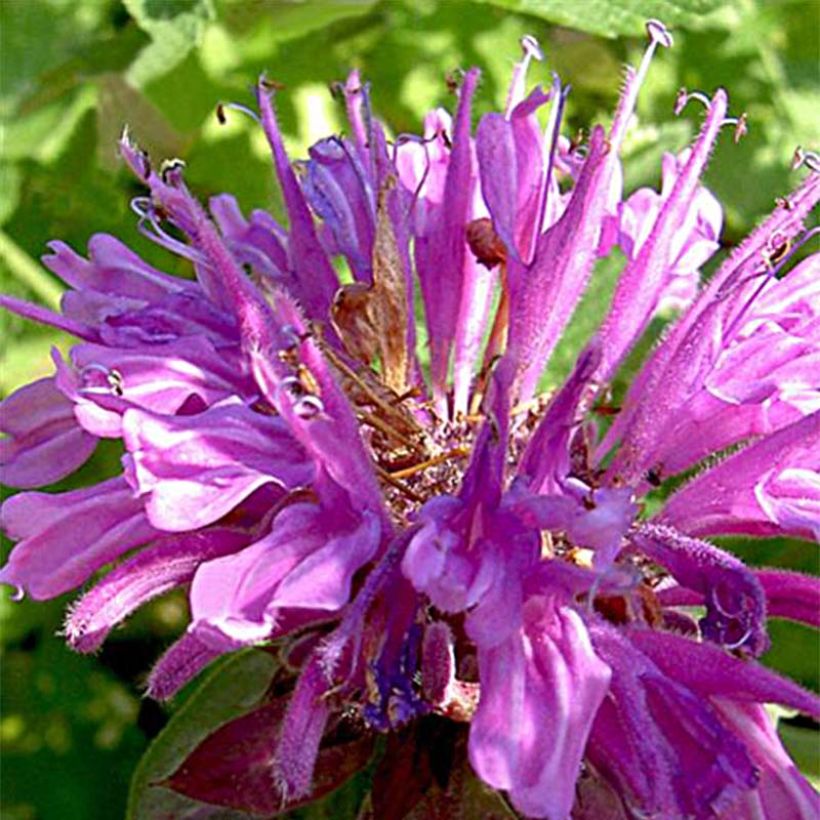 Monarda fistulosa Tetraploid - Indianernessel (Blüte)