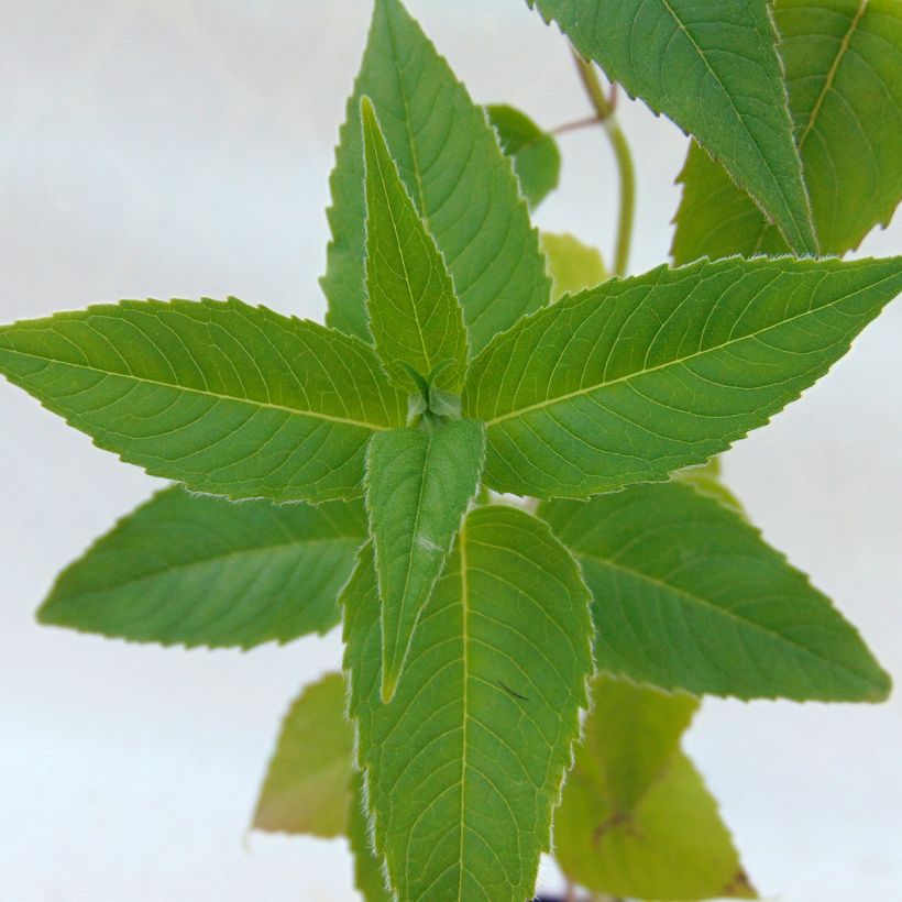 Monarda Blaustrumpf - Indianernessel (Laub)