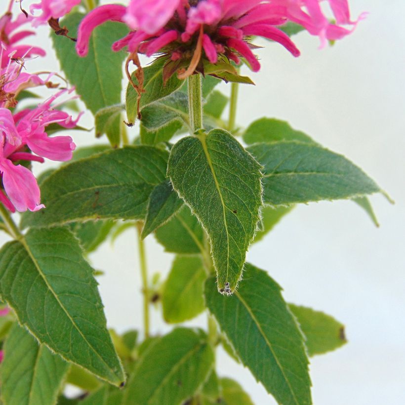 Monarda didyma Cranberry Lace - Goldmelisse (Laub)