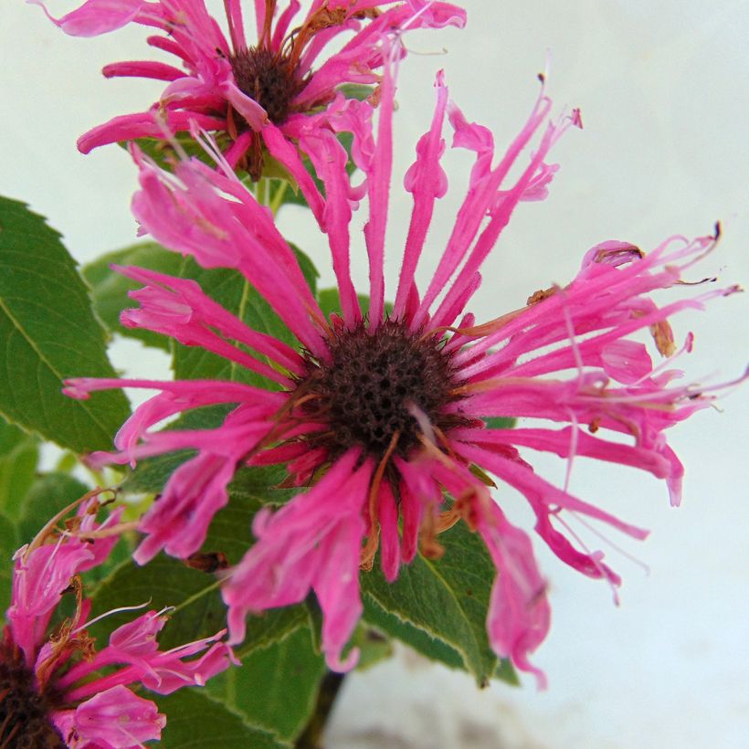 Monarda didyma Cranberry Lace - Goldmelisse (Blüte)