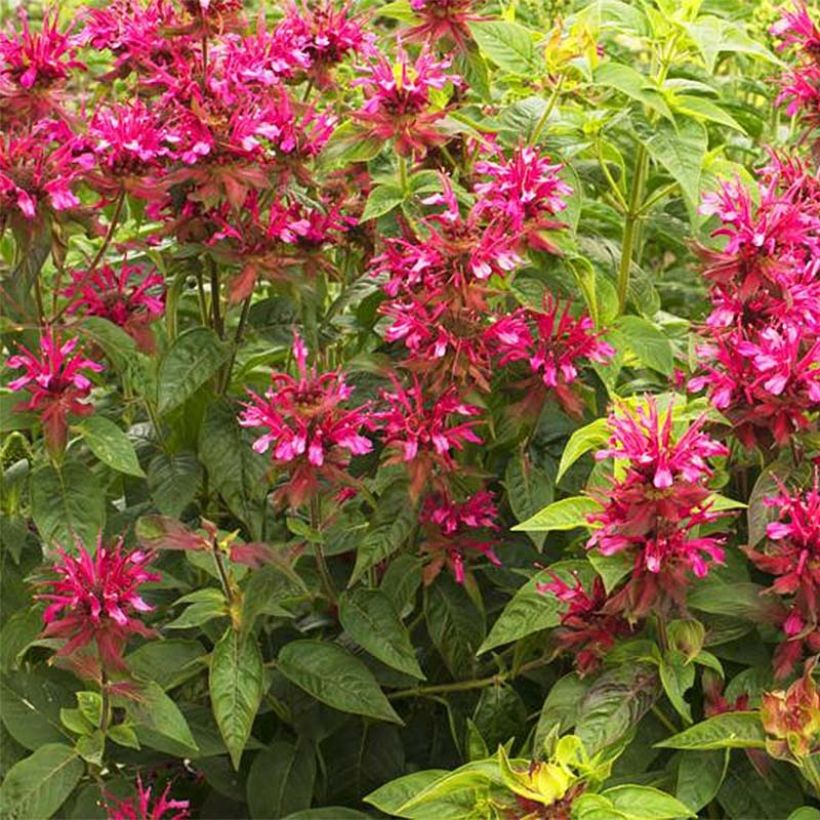 Monarda didyma Dancing Bird - Goldmelisse (Blüte)