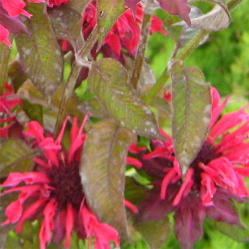 Monarda x fistulosa Feuerschopf - Indianernessel (Laub)