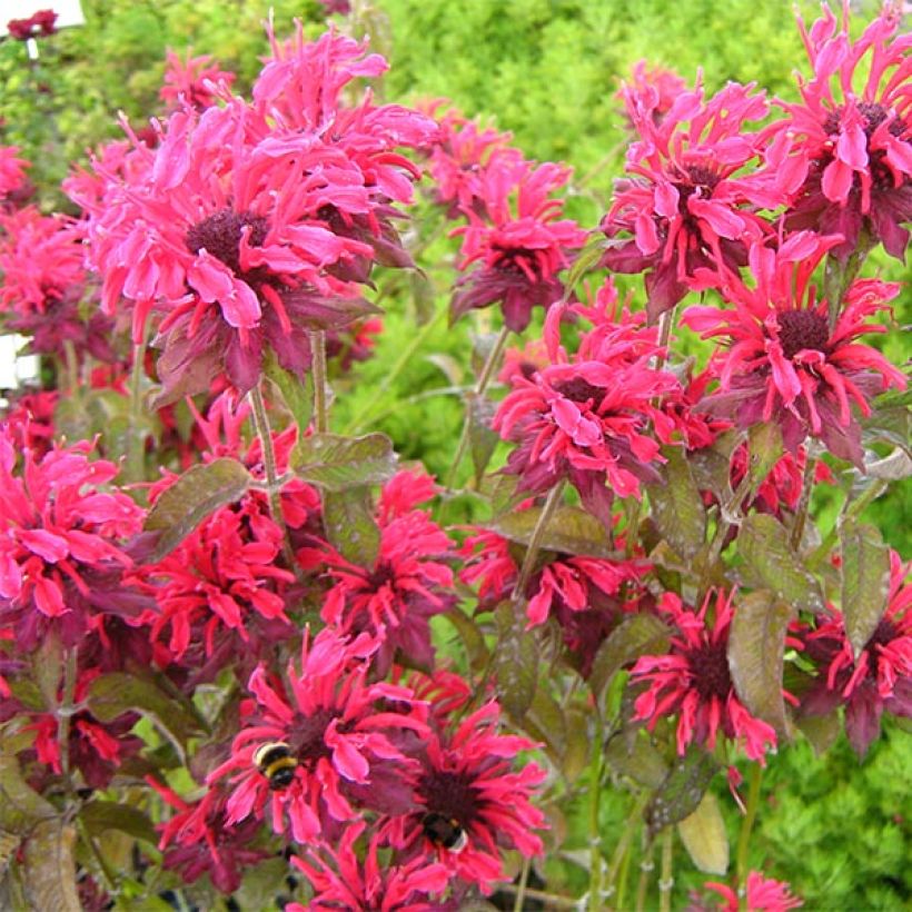 Monarda x fistulosa Feuerschopf - Indianernessel (Blüte)