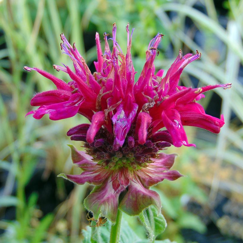 Monarda Fireball - Indianernessel (Blüte)