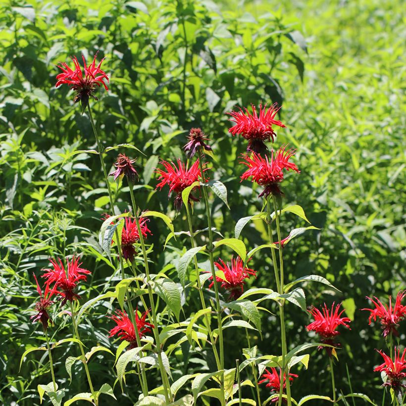 Monarda Jacob Cline - Indianernessel (Hafen)